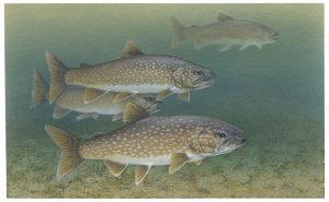 Lake trout fishing in the BWCA - an artist's rendition of some lake trout.