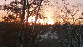 Sunrise in the woods. The sun coming up over a distant ridge line.