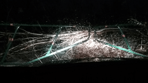 Looking through my windshield at by cabin's closed gate, with a downed oak tree on the other side.